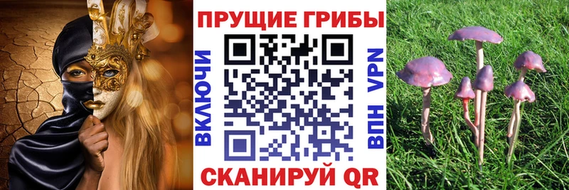 Галлюциногенные грибы Cubensis  как найти закладки  kraken зеркало  Трубчевск 